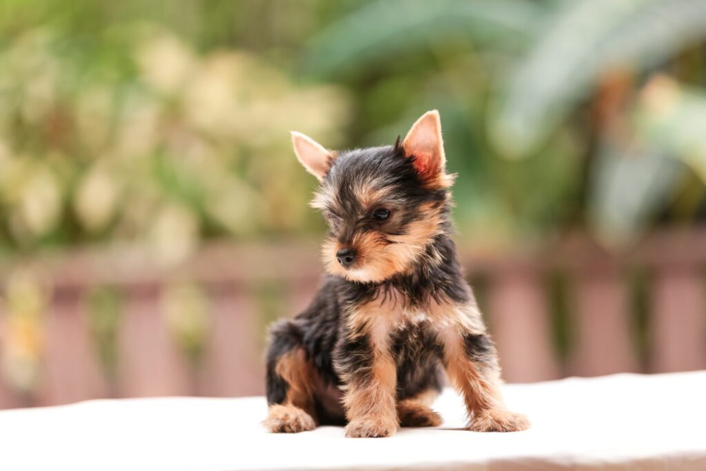 Best 10 Teacup Dog Breeds For Tiny Pet Lovers - Fumi Pets | 2024