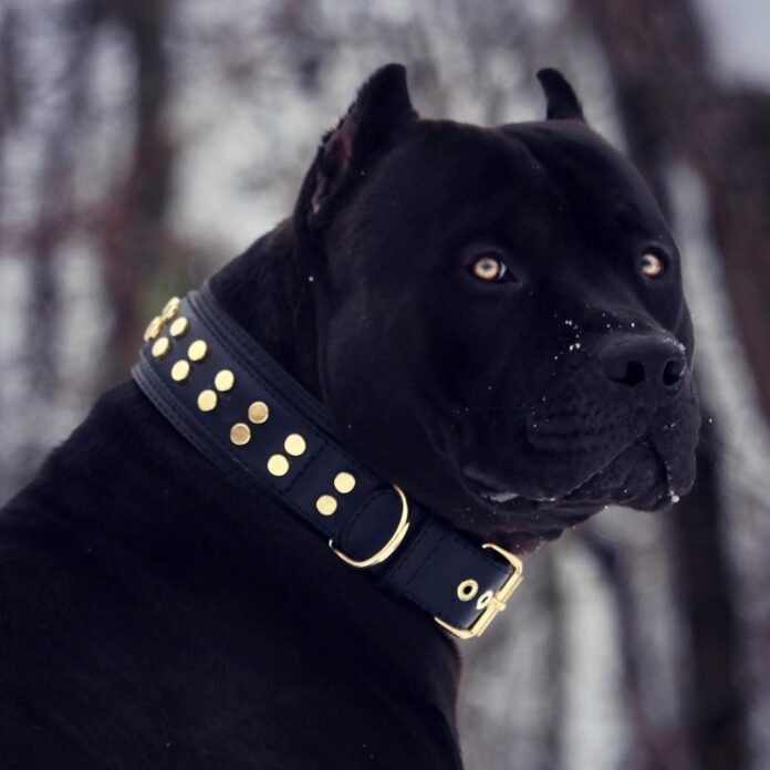 Black Pitbulls - The Ultimate Care Guide - Green Parrot News
