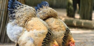 Brahma Chicken All You Need To Know: Colors, Eggs And More - Green Parrot News