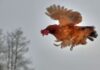 Can Chickens Fly 5 Myths Debunked - Green Parrot News