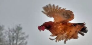 Can Chickens Fly 5 Myths Debunked - Green Parrot News