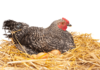 Kotak Bersarang Ayam; Pelan DIY Terbaik - Berita Green Parrot