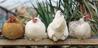 Complete A-Z List Of Chicken Breeds - Green Parrot News