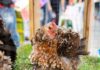 Frizzle Chickens; The Complete Info Guide - Green Parrot News