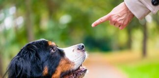 How To Completely Train Your Dog - Green Parrot News