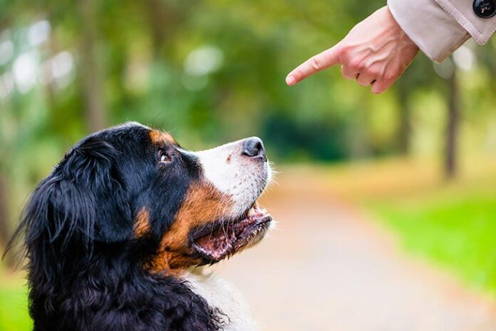 How To Completely Train Your Dog - Green Parrot News