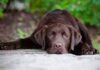 How To Stop Bloody Diarrhea In Dogs -Green Parrot News