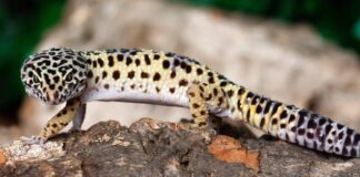 Leopard Gecko The Ultimate Care Guide - Green Parrot News
