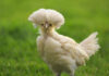 Polish Chickens: The Complete Info Guide - Green Parrot News