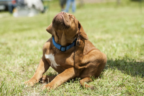 The 7 Best Flea and Tick Prevention Products for Dogs in 2021 - Green Parrot News