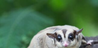 The Ultimate Guide To Keeping And Caring For Sugar Gliders - Green Parrot News