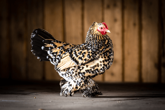 The Ultimate Guide To Keeping Bantam Chickens - Green Parrot News
