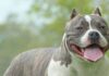 Top 5 Dog Food For American Bully In 2021 - Green Parrot News