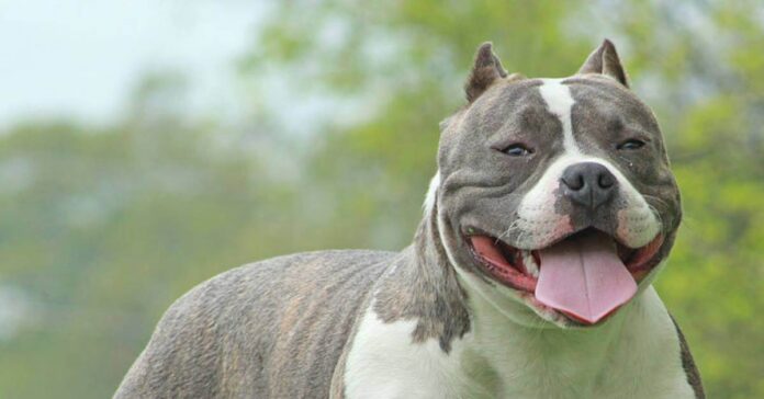 Top 5 Dog Food For American Bully In 2021 - Green Parrot News