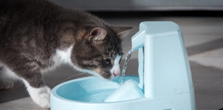 Top 8 Water Fountain For Cats In 2021 - Green Parrot News