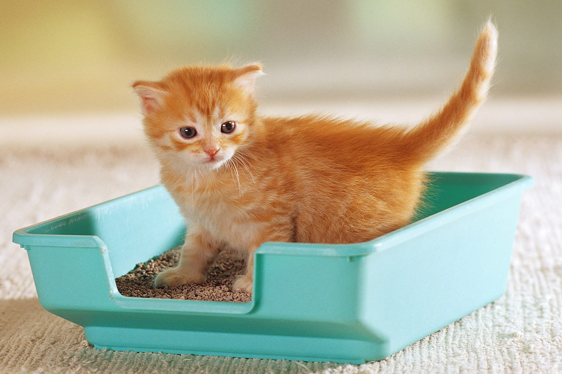Как приучить котенка к дому. Cat Litter Box. Лоток для котят. Кот в лотке. Рыжий кот в лотке.