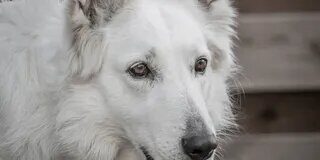White German Shepherds; The Complete Info Guide - Green Parrot News