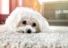 10 Best Carpet Flea Killers; Reviews, Upholstery, Toxicity & Benefits - Fumi Pets