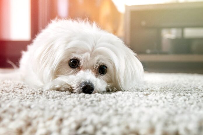 10 Best Carpet Flea Killers; Reviews, Upholstery, Toxicity & Benefits - Fumi Pets