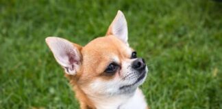 6 Things You Should Know Before Getting A Chiweenie - Fumi Pets