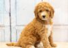 8 Amazing Facts About The Miniature Goldendoodle - Fumi Pets