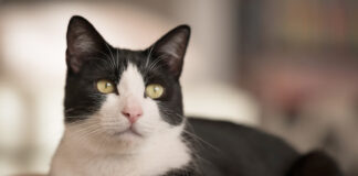 8 Fascinating Facts About Tuxedo Cats - Fumi Pets