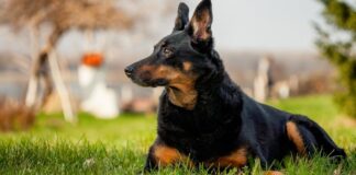All You Need To Know About The German Shepherd Doberman Mix - Fumi Pets