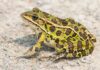 Are Frogs Vertebrates Or Invertebrates- Fumi Pets