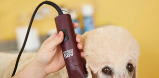 Best Professional Dog Clippers Of 2021 - Fumi Pets