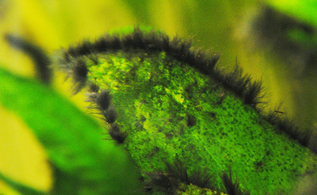 Black Beard Algae; Identify and Destroy It In Only Days - Fumi Pets