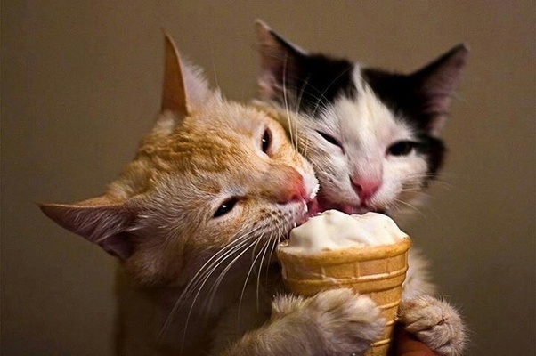 Can Cats Have Vanilla - Fumi Pets