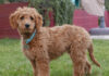 12 Things To Know About Goldendoodles - Fumi Pets