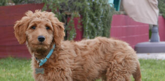12 Things To Know About Goldendoodles - Fumi Pets