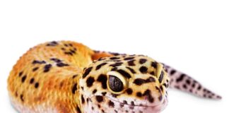 How Much Does A Leopard Gecko Cost At Petsmart - Fumi Pets