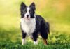 How To Care For A Border Collie; History, Best Practices & Health - Fumi Pets