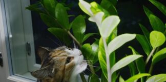 How to Keep Cats Out Of Planters - Fumi Pets