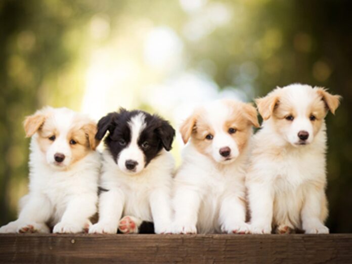 How to acquire a Dog Breeding License Requirements, Process, Fees - Fumi Pets