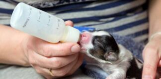 Is Goat Milk Safe For Puppies - Fumi Pets