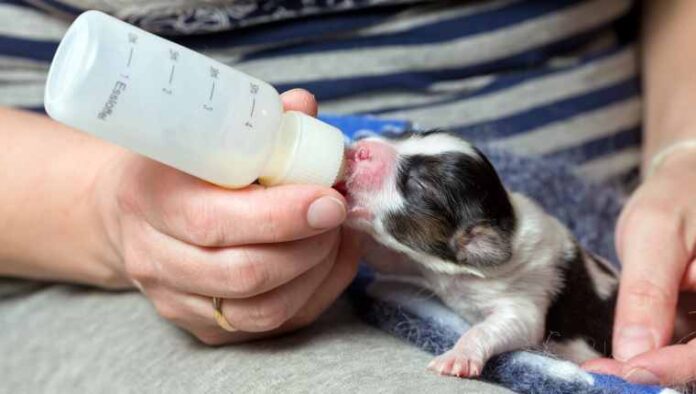 Is Goat Milk Safe For Puppies - Fumi Pets
