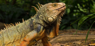 Lizards Vs Iguanas; Everything You Need To Know - Fumi Pets