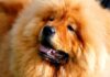 Nature Inspired Dog Names - For Adventure & Outdoor - Fumi Pets