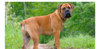 13 Dog Breeds That Originated From Africa - Fumi Pets