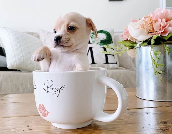 Teacup Chihuahua; The Ultimate Care Guide - Fumi Pets