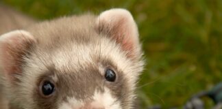 The Best Way To Care For Pet Ferrets - Fumi Pets