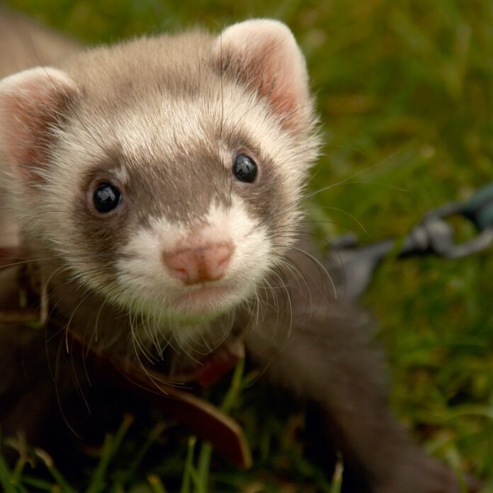 The Best Way To Care For Pet Ferrets - Fumi Pets