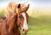 Top 10 najpopularnijih pasmina i vrsta konja - Fumi kućni ljubimci