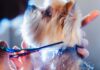 இன்று சந்தையில் டாப் 15 சிறந்த நாய் சீர்ப்படுத்தும் கத்தரிக்கோல் - Fumi Pets