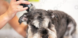 5 Guntingan Dog Dog Silent paling apik kanggo ngresiki Anjing Cemas - Pets Fumi