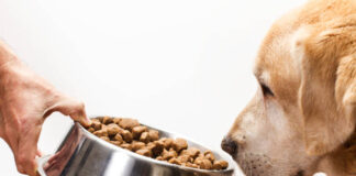Top-7-Best-Soft-Dry-dog-Food-Benefits-and-Taste-Fumi-Pets.jpg