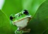 What Does Frog Poop Look Like - Fumi Pets